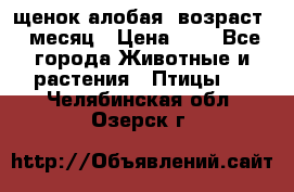 щенок алобая .возраст 1 месяц › Цена ­ 7 - Все города Животные и растения » Птицы   . Челябинская обл.,Озерск г.